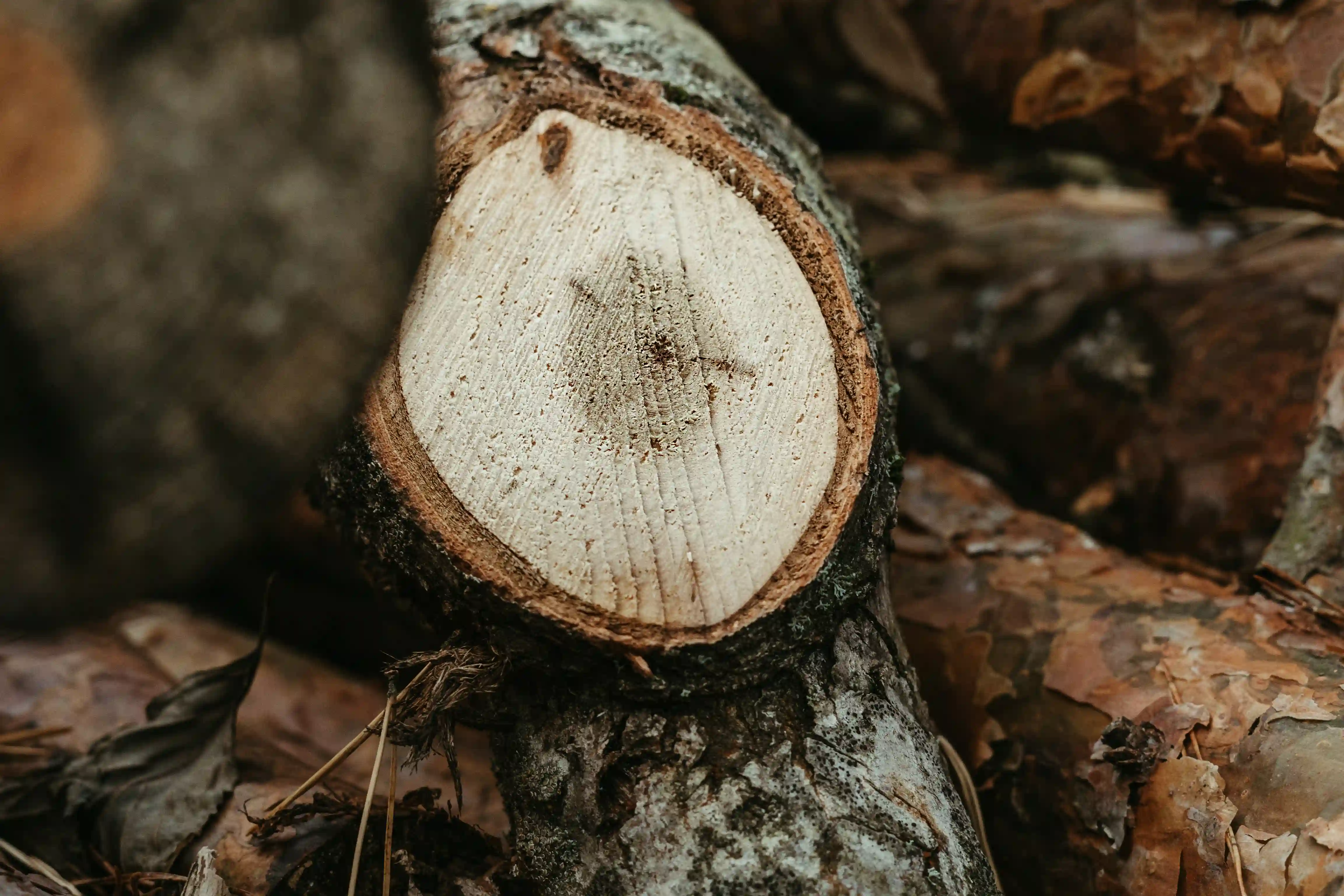 Close-up of minimalist wooden furniture showcasing fine craftsmanship.