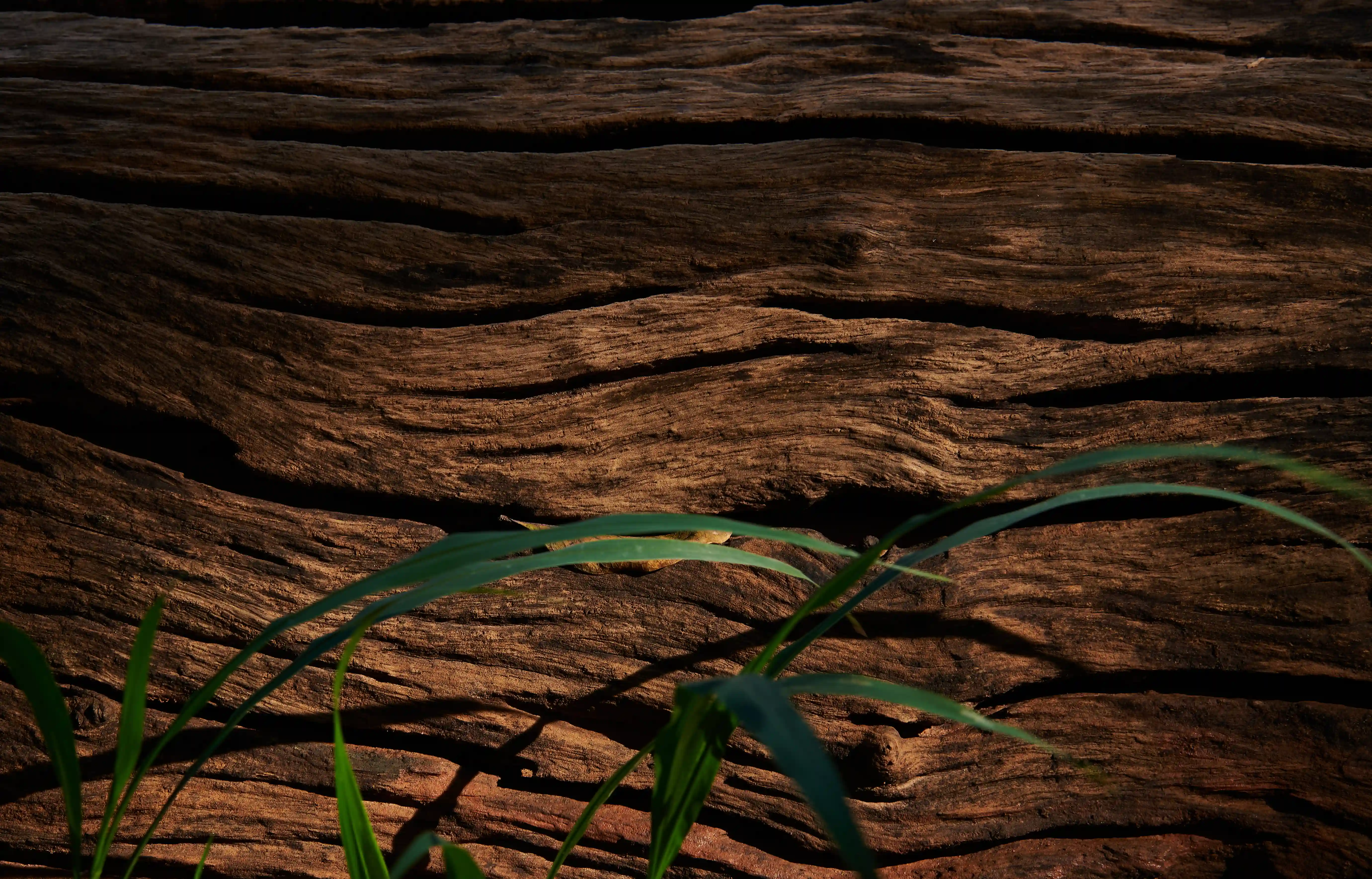 Master artisan in Jepara hand-carving intricate details on a furniture piece.